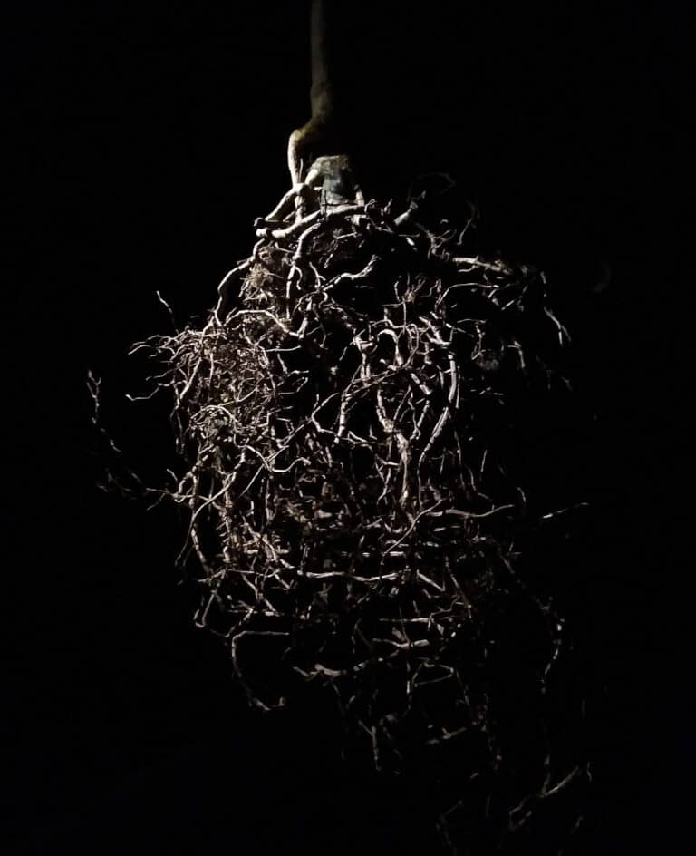 a root underground and dramatically lit